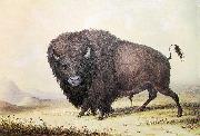 unknow artist, George Catlin Bull Buffalo